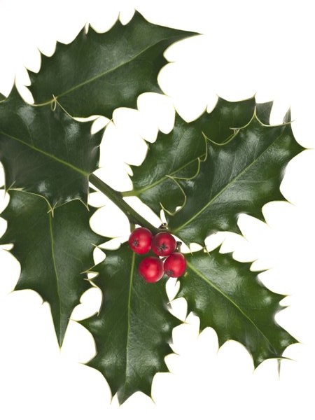Holly with berries on white background